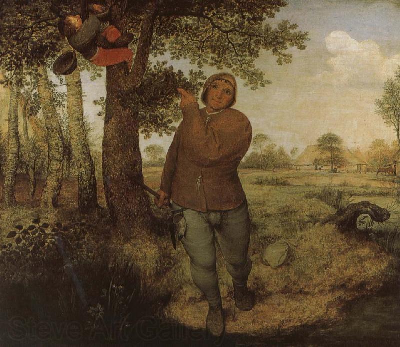 Pieter Bruegel From farmers and Selenocosmia